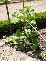 Courgette (1) (Photo F. Mrugala)